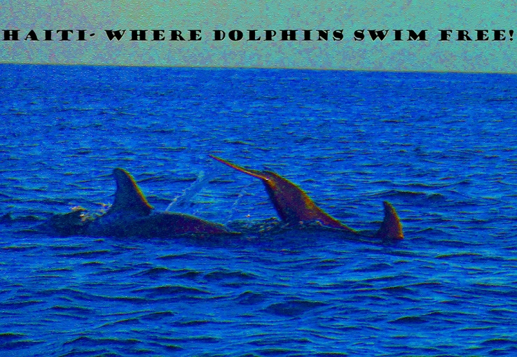 Haiti's Dolphins