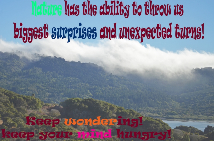 Nature's Wonder