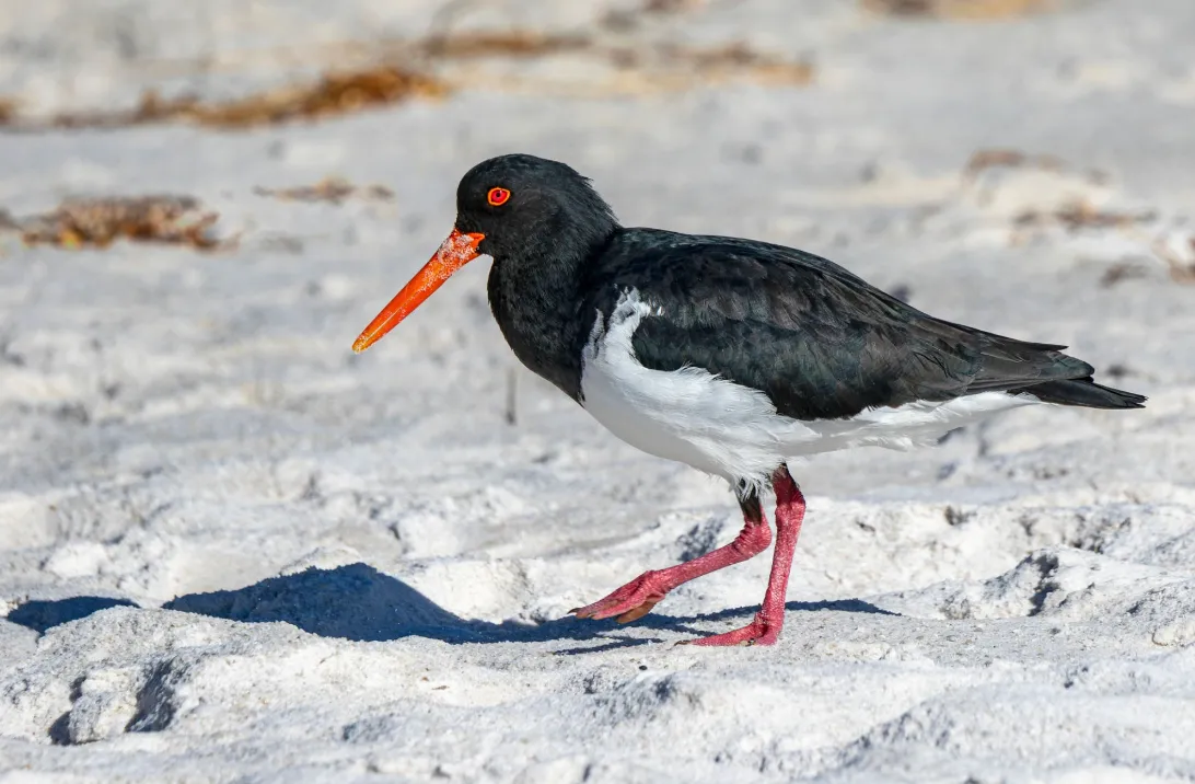 Oystercatcher